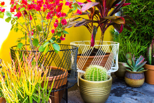 TAKE A (PLANT) STAND<span>Behind The Bend</span>