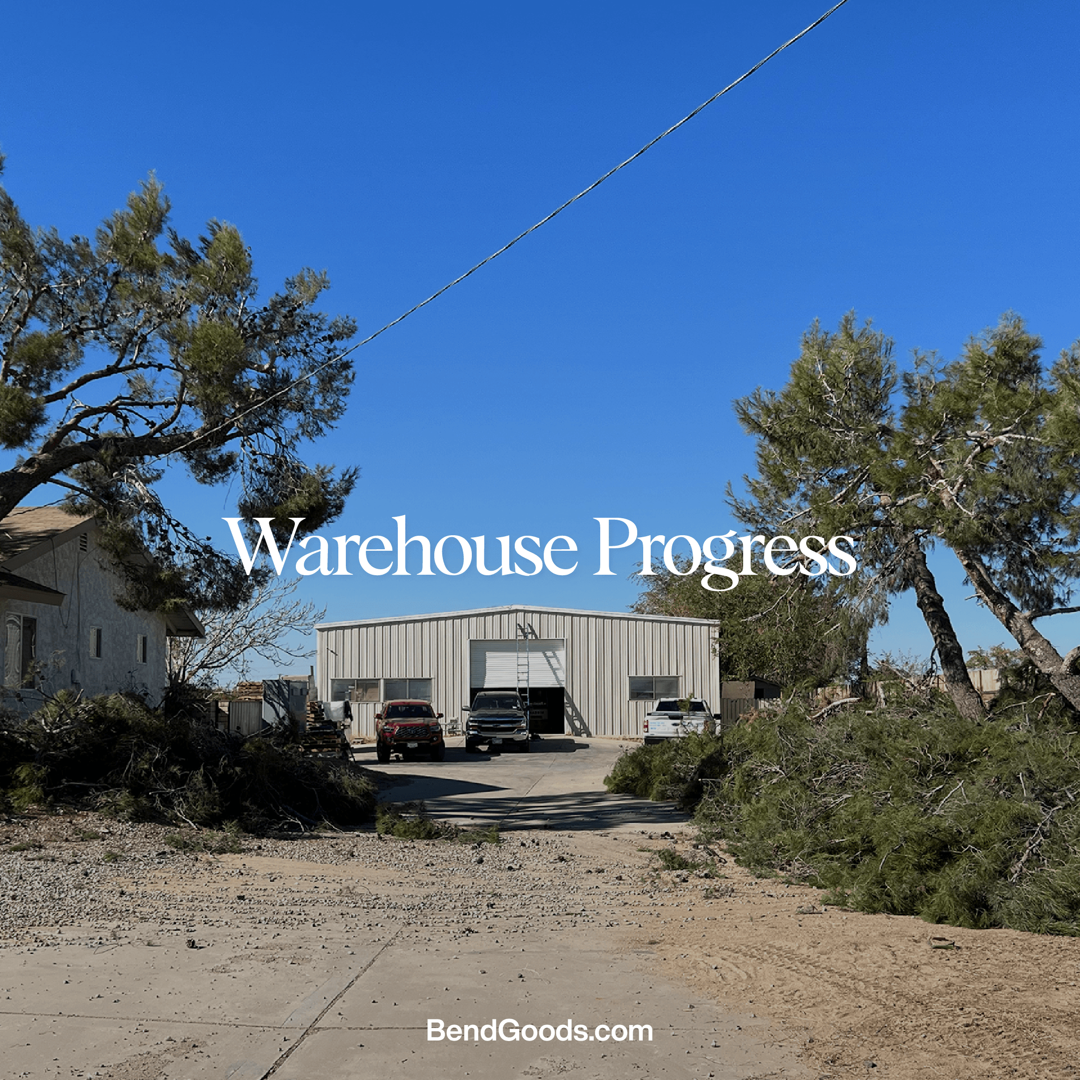 Pine Trees: Nature’s Drama