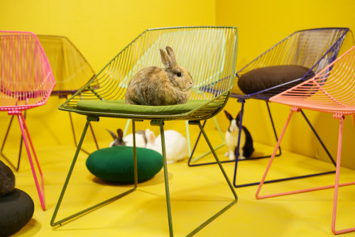 THE BUNNY LOUNGE: SPECIAL EDITION